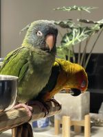 Blue Crown Conure Birds for sale in Tampa, FL, USA. price: $2,500