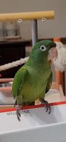 Blue Crown Conure Birds for sale in Dade City, Florida. price: $1,000