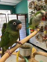 Blue Crown Conure Birds for sale in South Elgin, IL, USA. price: $800