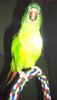 Blue Crown Conure Birds for sale in Houston, TX, USA. price: $750