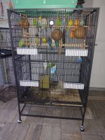 Blue-crowned Parakeet Birds for sale in Naples, FL, USA. price: $25