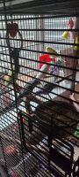 Blue-crowned Parakeet Birds for sale in Colorado Springs, CO, USA. price: $300