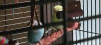 Blue-crowned Parakeet Birds Photos