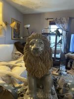 Blue-Fronted Amazon parrot, male, 13 yrs old