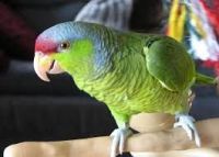 Blue-fronted Amazon Birds for sale in 2408 E Trinity Mls Rd suite 103, Carrollton, TX 75006, USA. price: $900