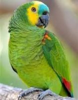 Charming Amazon Crown Parrot Looking for a Loving Home! 🦜