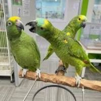 Charming Amazon Crown Parrot Looking for a Loving Home! 🦜