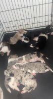 Blue Healer Puppies for sale in Amarillo, TX, USA. price: $250