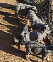 Blue Healer Puppies for sale in Conway, AR, USA. price: $100