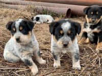 Blue Healer Puppies Photos