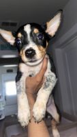 Blue Healer Puppies for sale in Wheatland, WY 82201, USA. price: $600