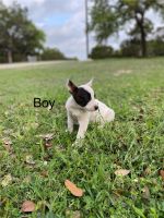 Blue Healer Puppies for sale in Liberty Hill, Texas. price: $1