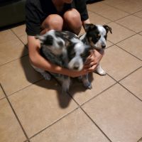 Blue Healer Puppies for sale in Channelview, Texas. price: $250