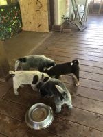 Blue Healer Puppies for sale in Tuscaloosa, Alabama. price: NA