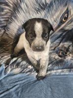 Blue Healer Puppies for sale in Post Falls, ID 83854, USA. price: $450