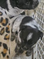 Blue Healer Puppies for sale in Post Falls, ID 83854, USA. price: $450