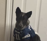 Blue Healer Puppies for sale in Wylie, TX, USA. price: $50