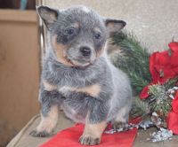 Blue Healer Puppies for sale in TX-121, Plano, TX, USA. price: $300