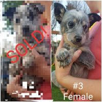 Blue Healer Puppies for sale in Pauls Valley, OK, USA. price: $200