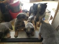 Blue Healer Puppies for sale in San Diego, CA, USA. price: $400