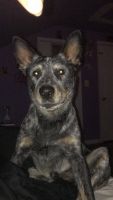Blue Healer Puppies for sale in Baltimore, MD, USA. price: $800