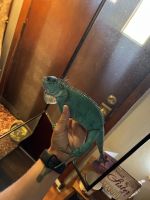 Blue Iguana Reptiles for sale in Fayetteville, WV 25840, USA. price: $350