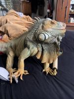 Blue Iguana Reptiles for sale in Anaheim, California. price: $40,000
