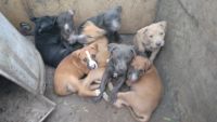 Blue Lacy Puppies for sale in Kingsland, TX 78639, USA. price: $50