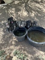 Blue Lacy Puppies for sale in Duncan, AZ 85534, USA. price: $400