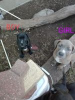 Blue Lacy Puppies Photos