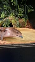 Blue-Tongued Skink Reptiles for sale in Las Vegas, NV, USA. price: $1,234