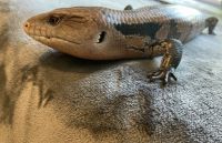 Blue-Tongued Skink Reptiles for sale in Rutherfordton, NC, USA. price: $199