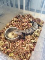 Blue-Tongued Skink Reptiles for sale in Boca Raton, FL, USA. price: $400