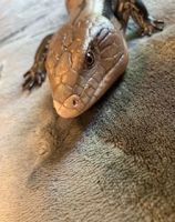 Blue-Tongued Skink Reptiles for sale in Rutherfordton, NC, USA. price: $175