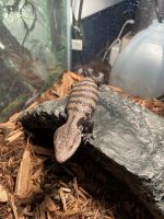 Blue-Tongued Skink Reptiles Photos