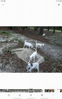 Bluetick Beagle Puppies for sale in Bell, FL 32619, USA. price: $300