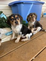 Bluetick Beagle Puppies Photos