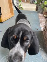 Bluetick Coonhound Puppies for sale in Rock Hill, SC, USA. price: $900