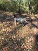 Bluetick Coonhound Puppies for sale in Little Rock, AR, USA. price: $450