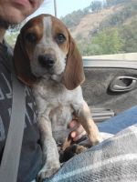 Bluetick Coonhound Puppies for sale in Myrtle Creek, OR 97457, USA. price: $500