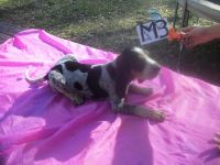 Bluetick Coonhound Puppies for sale in Old Town, FL 32680, USA. price: $425