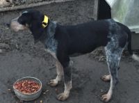 Bluetick Coonhound Puppies for sale in Lexington, KY, USA. price: $300