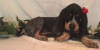 Bluetick Coonhound Puppies for sale in Seattle, WA 98103, USA. price: $500