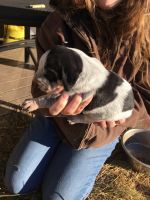 Bluetick Coonhound Puppies for sale in Spencer, IN 47460, USA. price: $200