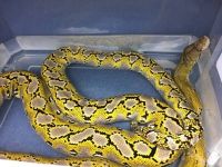 Boa Reptiles for sale in MD-355, Bethesda, MD, USA. price: $300
