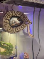 Boa constrictor Reptiles for sale in Kennesaw, GA, USA. price: $250