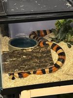 Boa constrictor Reptiles for sale in Jefferson City, Missouri. price: $800