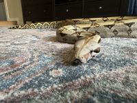 Retailed Boa Snake
