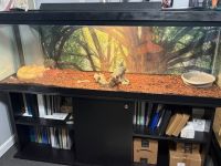 Boa constrictor Reptiles for sale in Providence, RI 02909, USA. price: $1,000