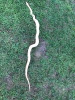 5 ft albino boa constrictor needs a new loveable home!